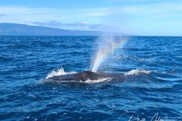 a whale jumping out of the water