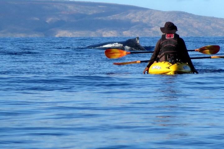 a man rowing a boat in a body of water