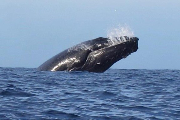 a whale jumping out of the water