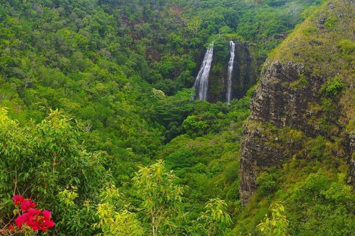 a close up of a lush green forest with Devon Falls in the background