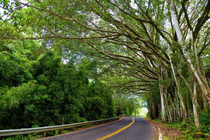 a path with trees on the side of a road