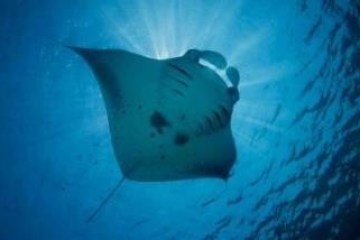 Manta Ray in the waters off Kona Hawaii
