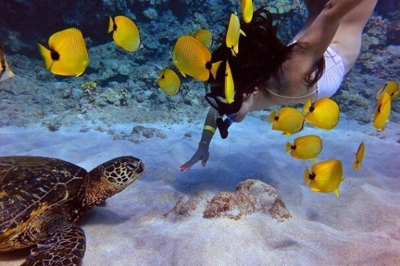 turtle and hawaiian fish