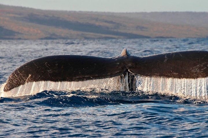 a whale jumping out of the water