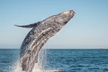 a whale jumping out of the water