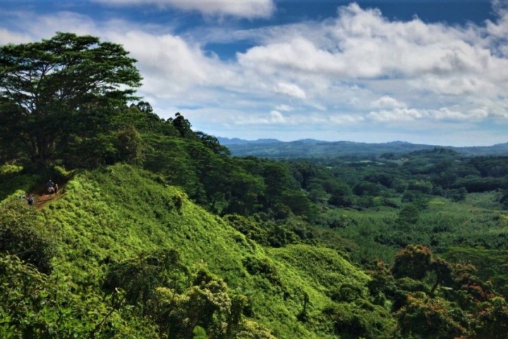 a close up of a lush green hillside