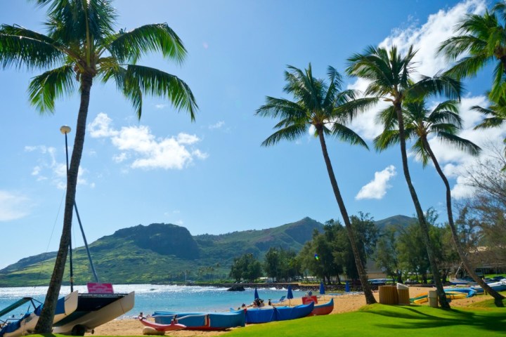 a group of palm trees next to a body of water