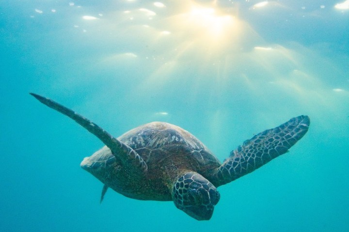 a turtle swimming under water