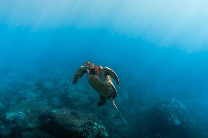 a turtle swimming in water