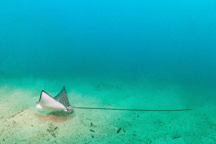 a fish swimming under water