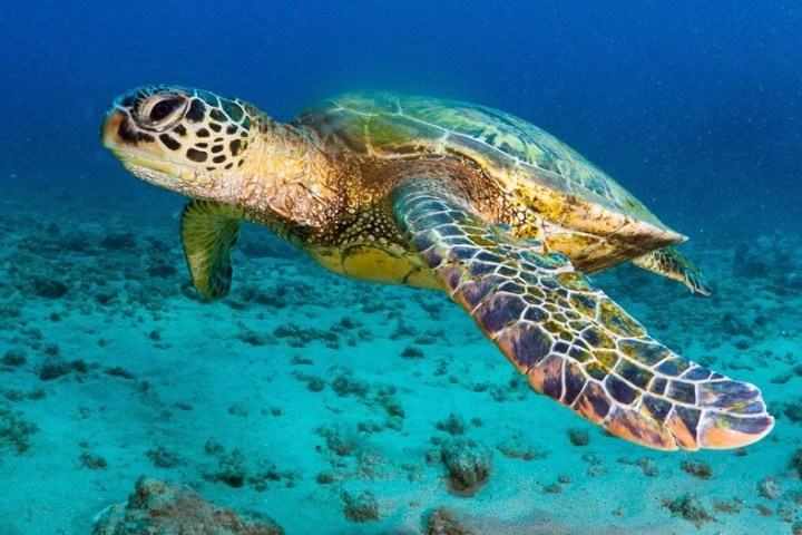 a turtle swimming under water