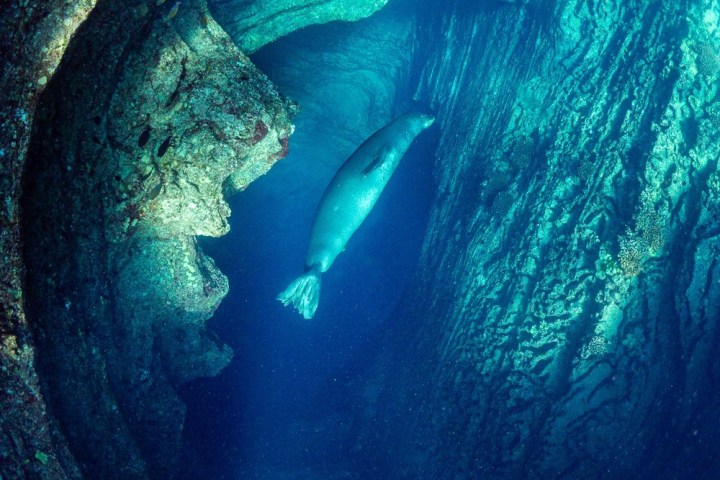 a close up of a monk seal swimming