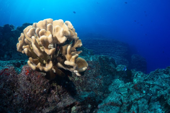 underwater view of a coral