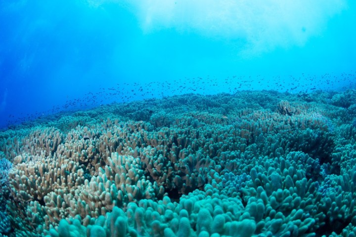 underwater view of a coral