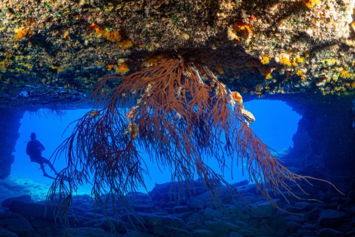 underwater view of the coral