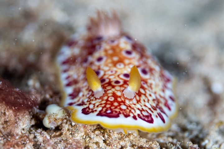 a close up of maraine life