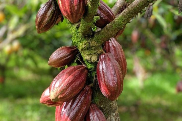 a close up of a coffee pod hanging from a tree