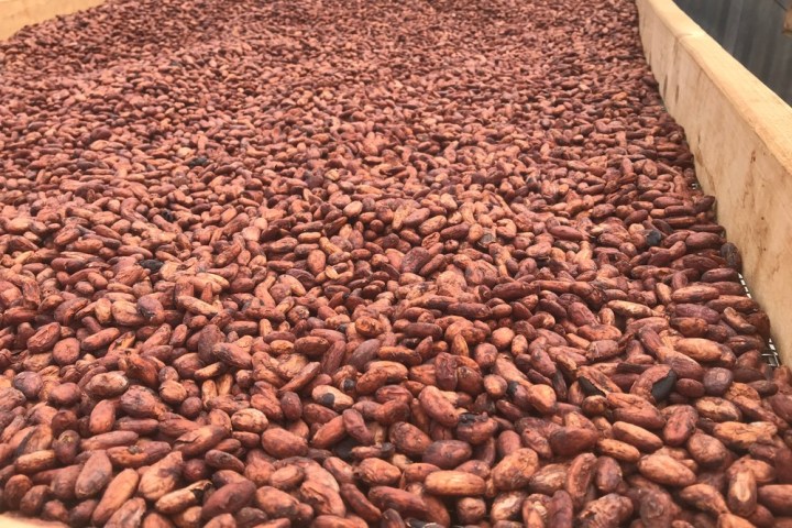 a large amount of coffee beans