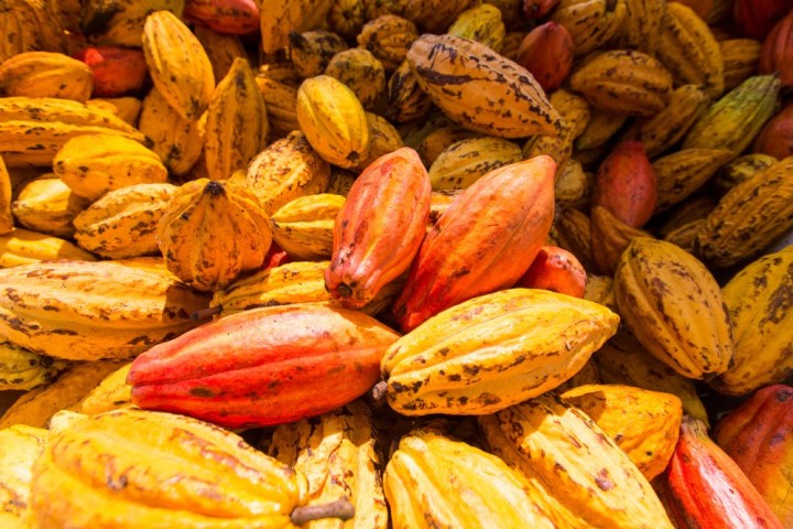 a amount of coffee pods on display
