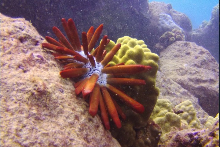 underwater view of a coral