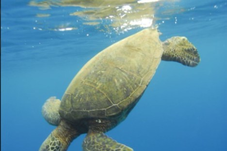 a turtle swimming under water