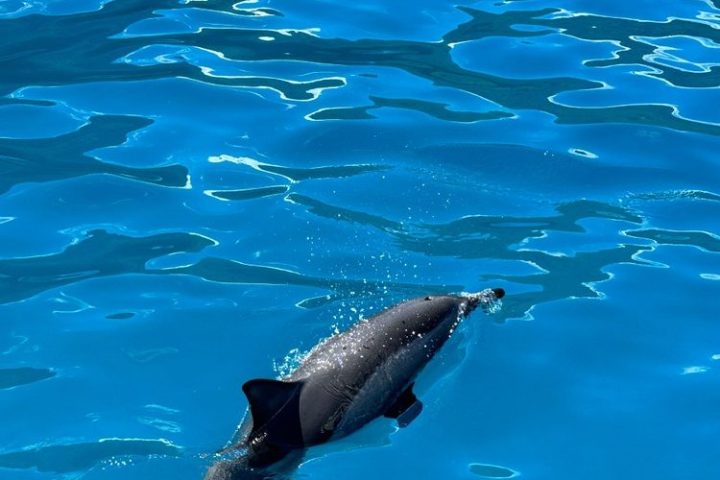 a dolphin swimming in water