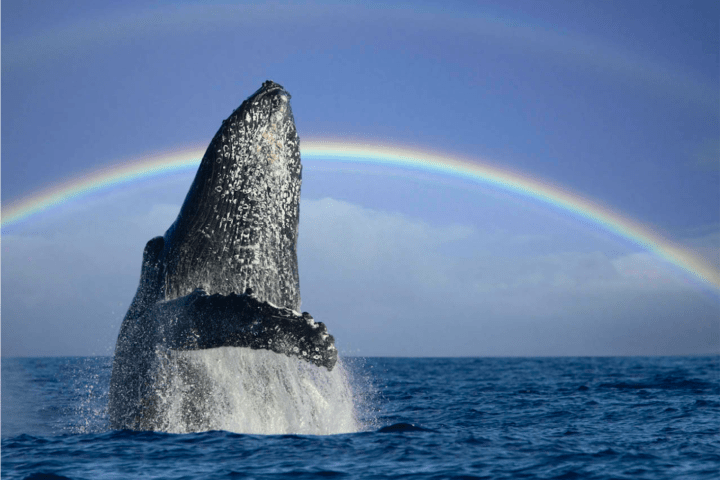 a rainbow over water