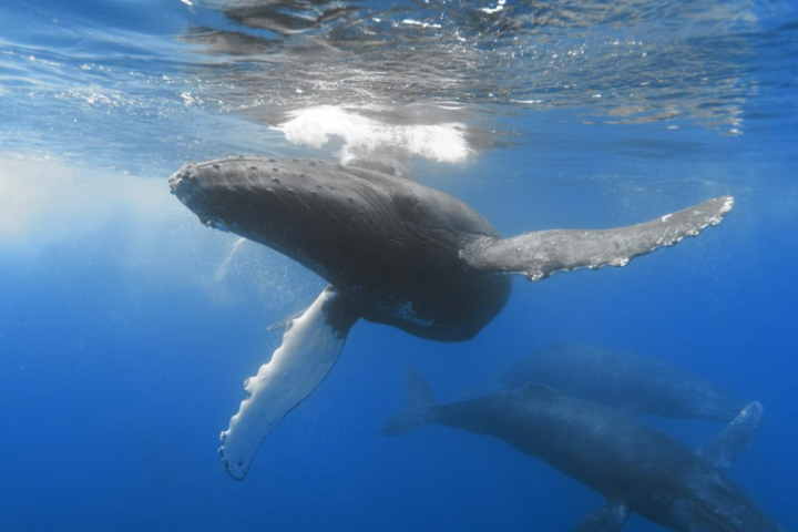 a turtle swimming under water