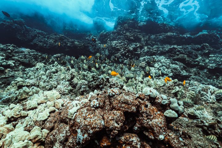 underwater view of a large rock