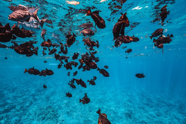School of dark fish swimming near the ocean surface in clear blue water.