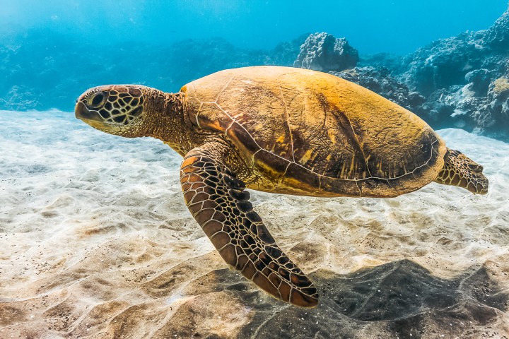 Sea turtle swimming underwater over sandy ocean floor and coral.