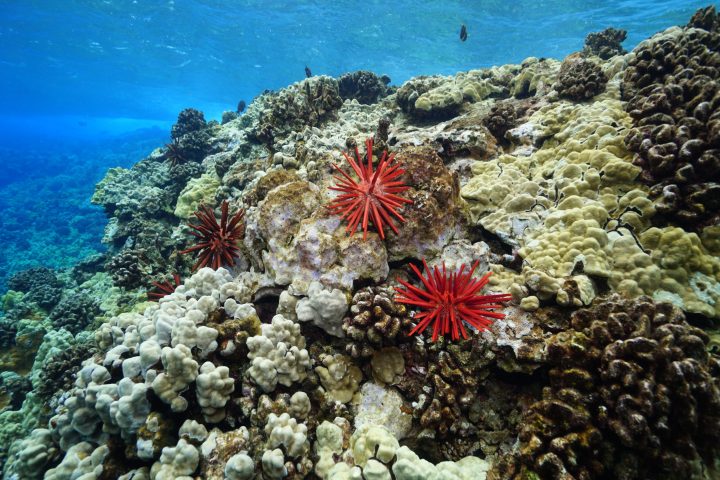 Underwater scene with red sea urchins on colorful coral reef.