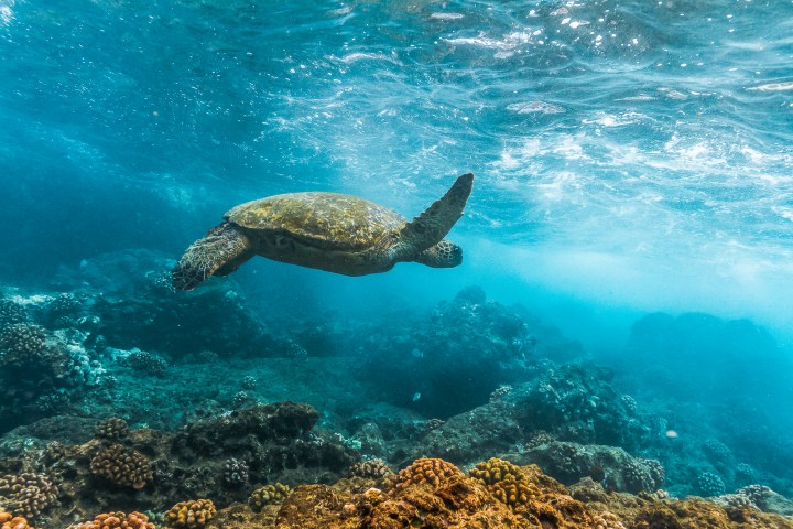 Sea turtle swimming above coral reef in clear blue water.