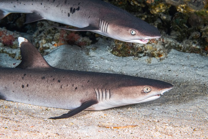 Two sharks swimming close to the ocean floor.
