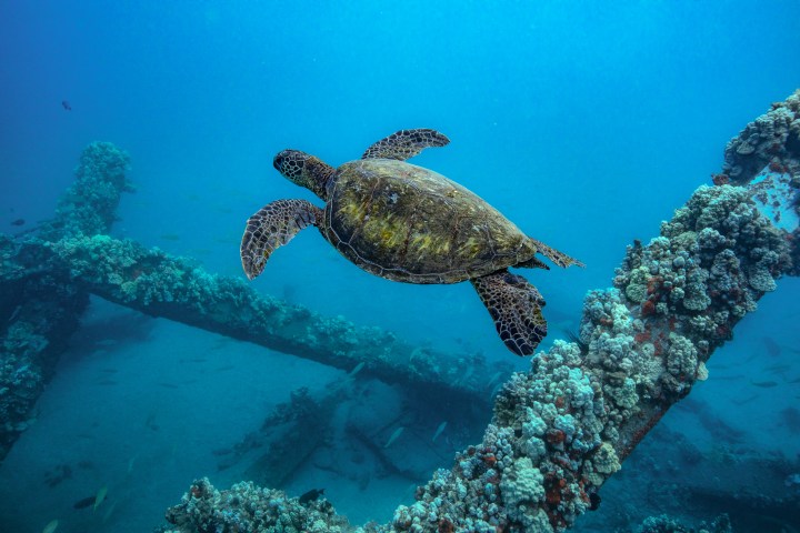 Sea turtle swimming near coral-covered shipwreck in clear blue water.