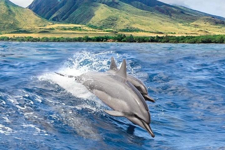 Two dolphins leaping over ocean waves with a lush, green mountain in the background.