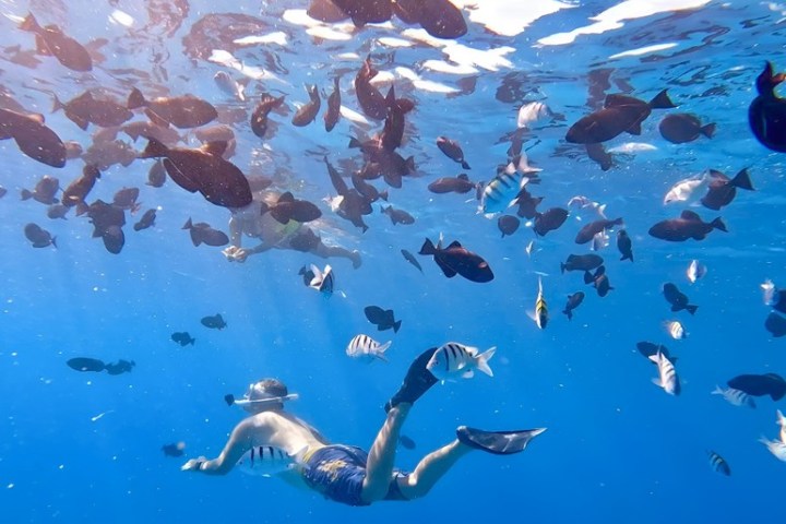 Person snorkeling underwater surrounded by a school of fish in clear blue water.