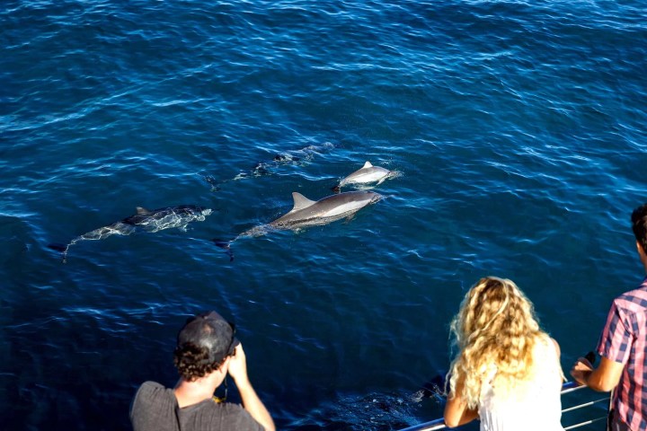 People on a boat observe dolphins swimming in the ocean.