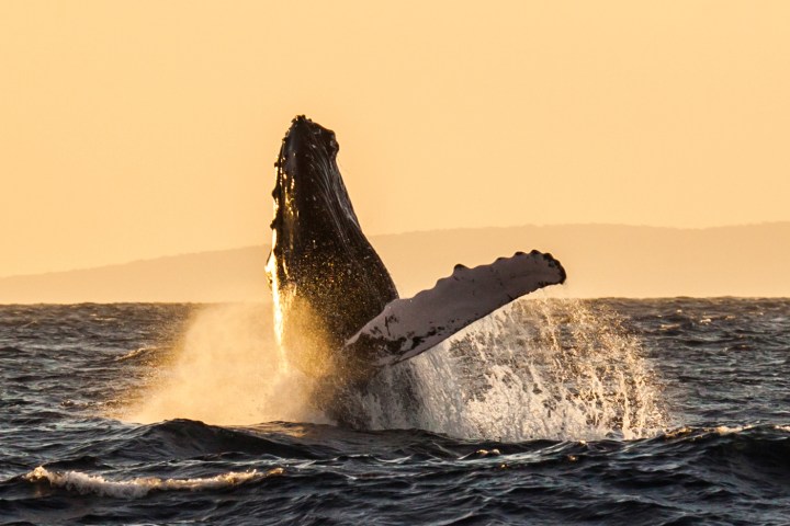 Humpback whale breaching at sunset, splashing water against an orange sky and dark sea.