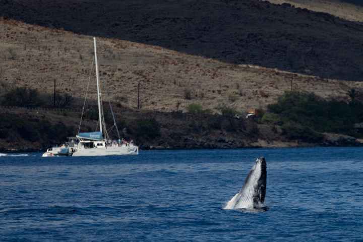 Whale breaching in ocean with sailboat in background near rocky coastline.