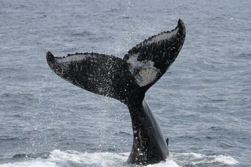Whale tail emerging from the ocean water, with droplets splashing around.