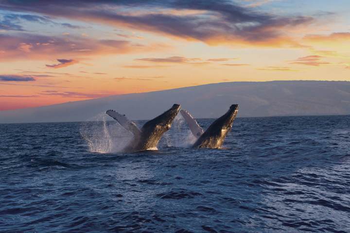 Two whales breach ocean surface at sunset with islands in background.