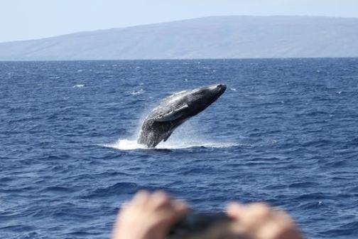 Humpback whale breaching the ocean, distant land in background, with blurred hands and camera in foreground.