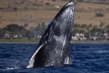 Humpback whale breaching water near coastline with hills in background.