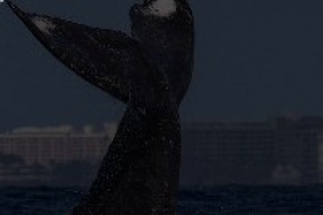 Whale's tail emerging from water with city skyline in background at dusk.