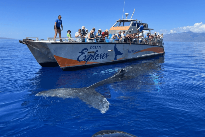 Boat with people watching a whale near the surface of the ocean under a clear blue sky.
