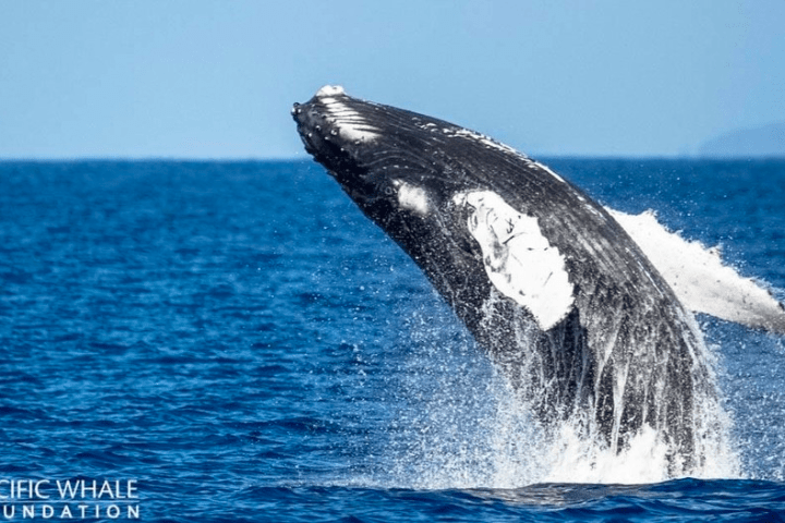 Humpback whale breaching in the ocean under a clear blue sky.