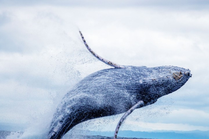 Humpback whale breaching from the ocean against a cloudy sky backdrop.