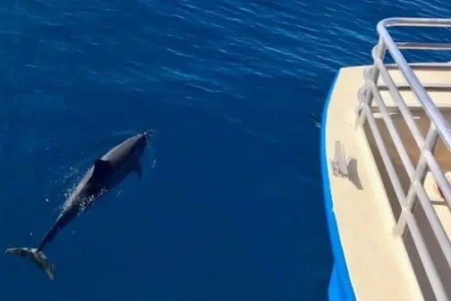 Dolphin swimming near a boat with a person observing from the deck.