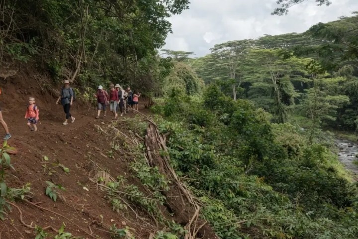Group hiking on a forest trail beside a steep slope.